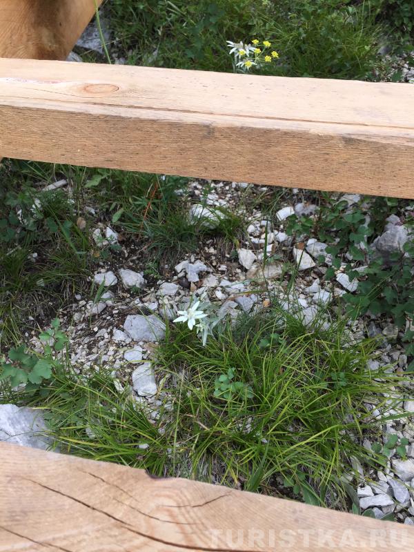 Эдельвейс на горе