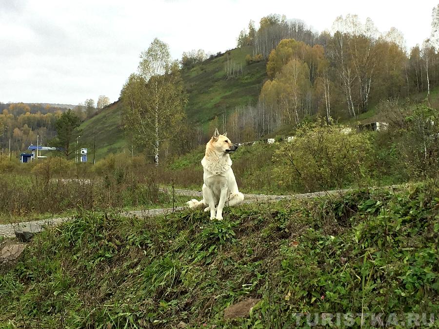 Собака на спуске к роднику «Святой ключ» 