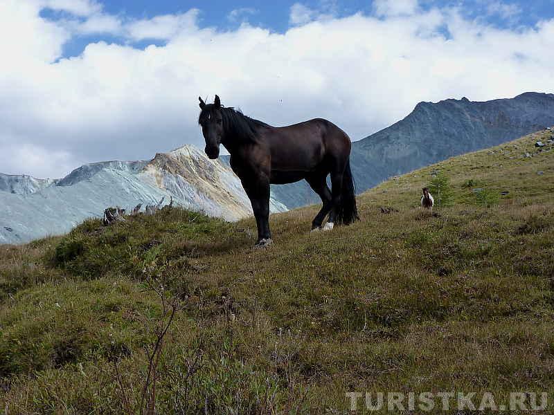 Лошади в ущелье Ярлу