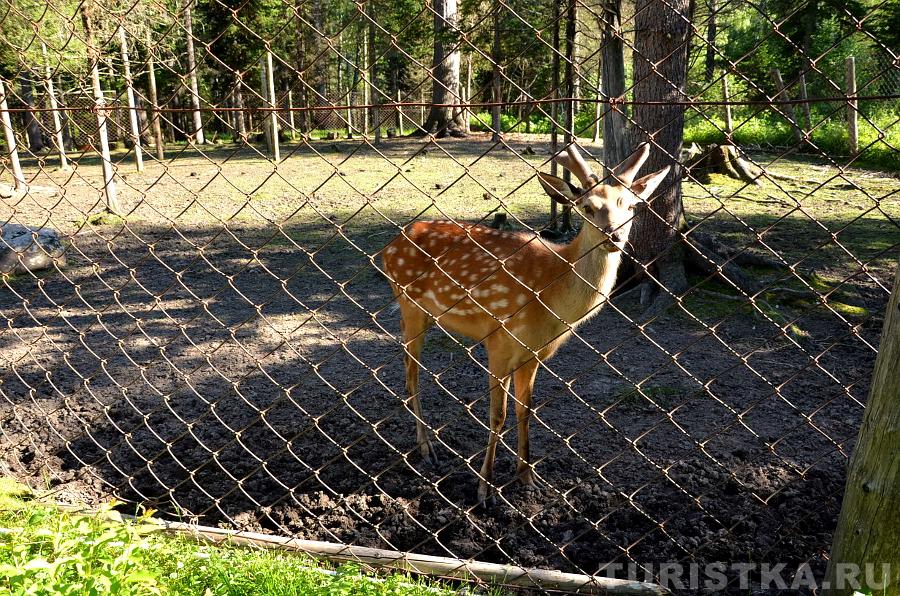 Пятнистый олень