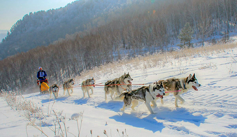 Сергей Бочарников, Алтайский край, село Солнечное, упряжка 6-8 собак, 50 км
