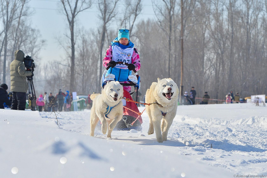 Анастасия Левченкова, село Майма, упряжка 4-6 собак, 25 км