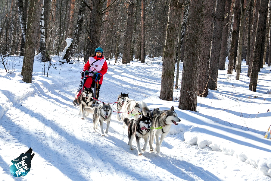 Лузянина Майя 6-8 собак, 50 км