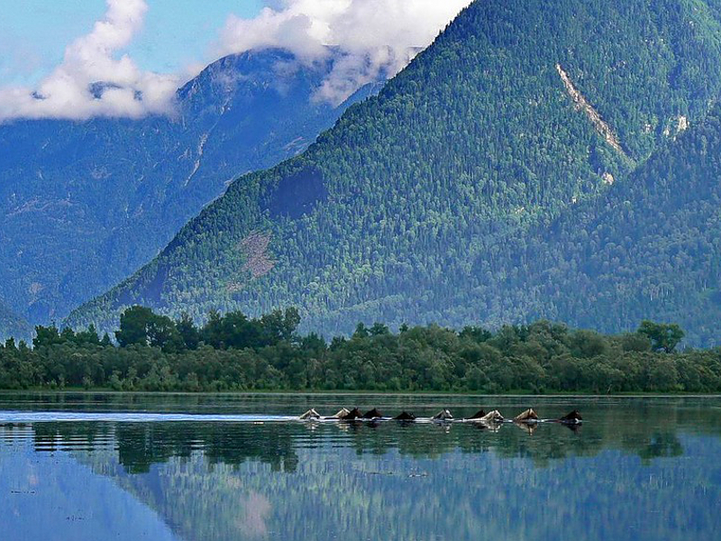 Экскурсия на Телецкое озеро 