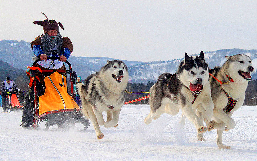 Гонки на собачьих упряжках «Алтай-драйв-2017» 