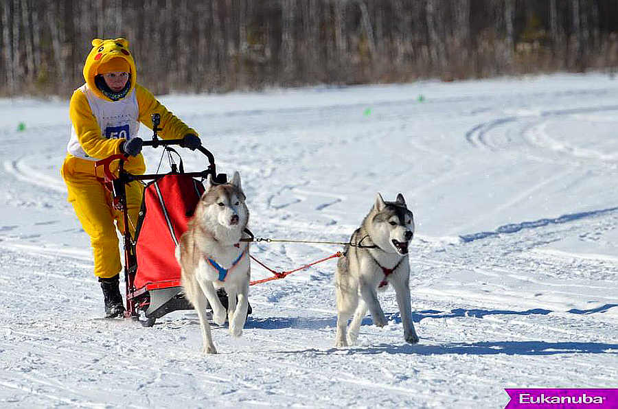 Гонки на собачьих упряжках «Алтай-драйв-2017» 