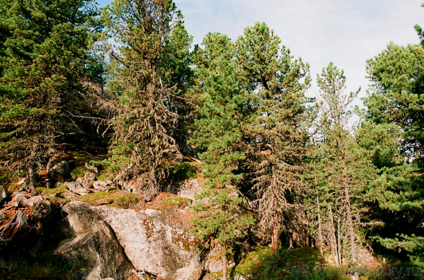 Тайга близ Чилей