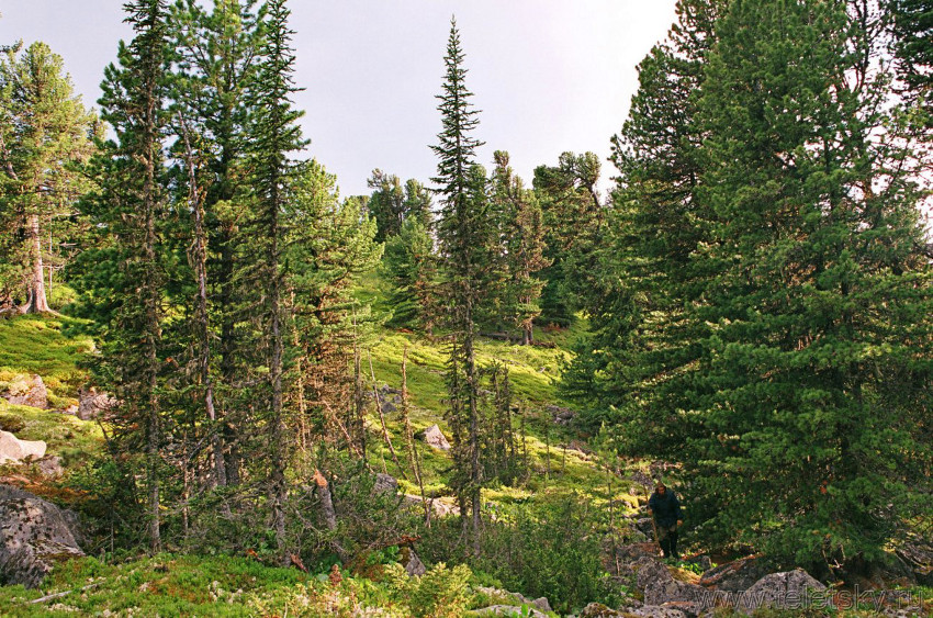 Тайга близ Чилей