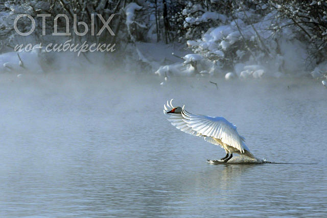Фотоконкурс «Любимая Сибирь»
