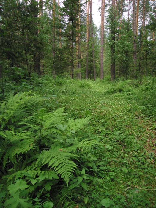 За селом Аскат