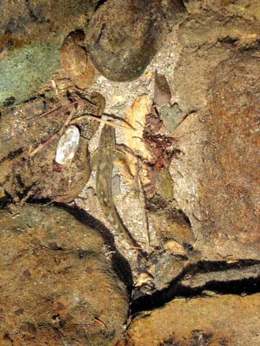 Рыбка под водой