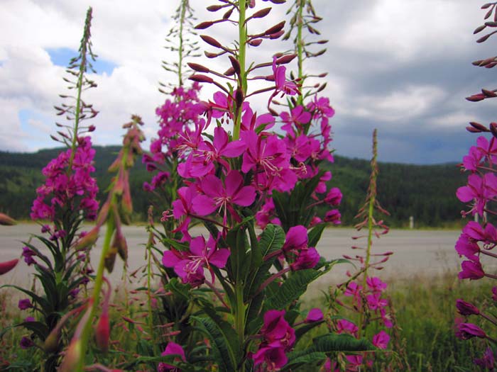 Иван-чай в Усть-Канском районе