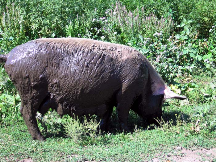 Домашние животные