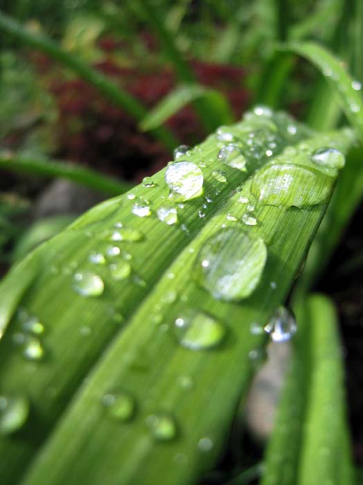 После дождя