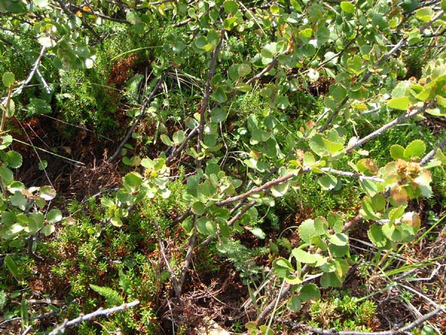 Карликовая береза