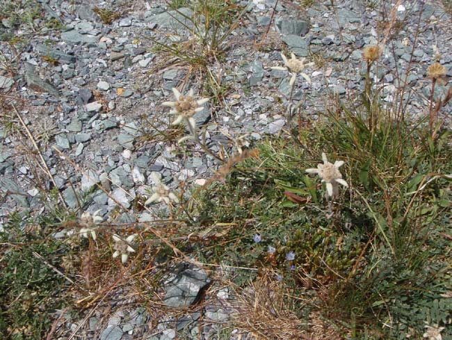 Эдельвейсы