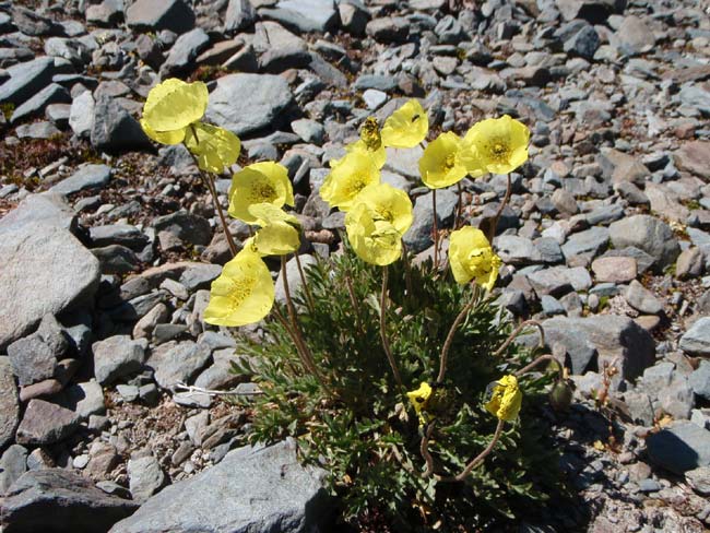 Горные маки