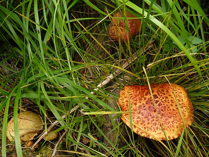 Горные маслята