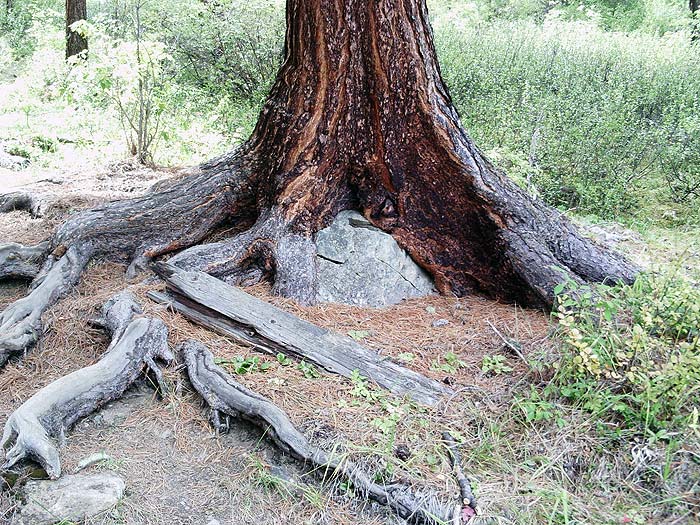 Экспонаты горной тайги