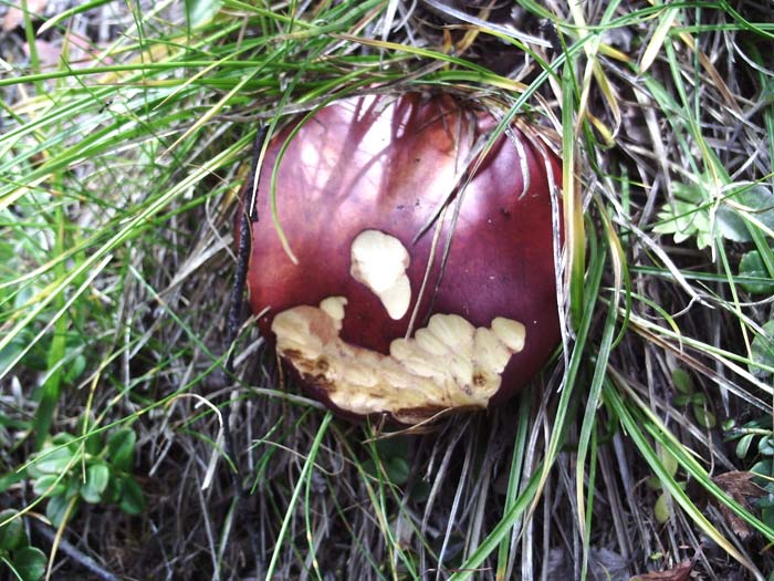 Экспонаты горной тайги