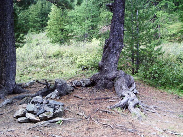 Сказочные деревья