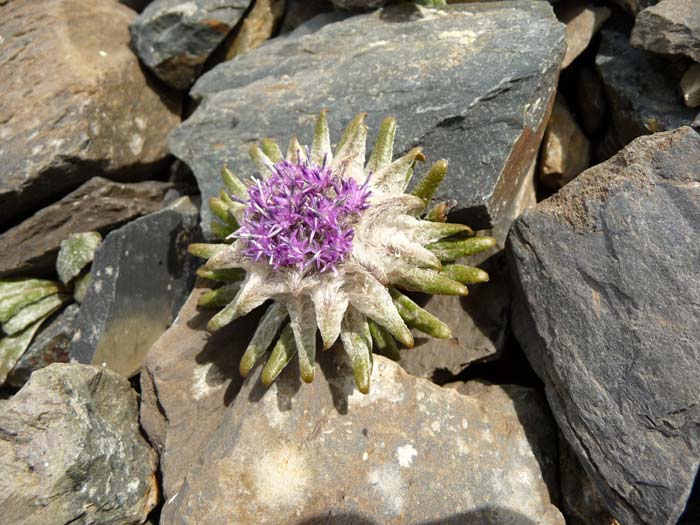 Обитатель высоты