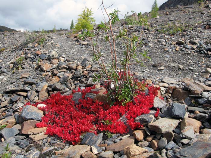 Попутные красоты