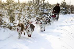 Отдых на Алтае : События на Алтае : Гонки на собачьих упряжках : По седому Алтаю 2019 : Николай Болхов, Красноярск, 50 км, 6-8 собак