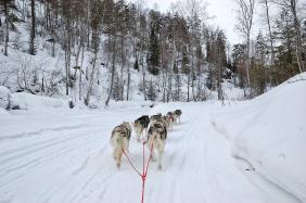Отдых на Алтае : События на Алтае : Гонки на собачьих упряжках : По седому Алтаю 2019 : Трасса