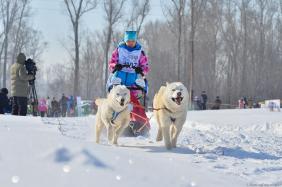 Отдых на Алтае : События на Алтае : Гонки на собачьих упряжках : По седому Алтаю 2019 : Анастасия Левченкова, село Майма, упряжка 4-6 собак, 25 км