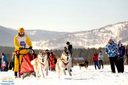 Отдых на Алтае зимой : Соревнования на собачьих упряжках Алтай-Чарыш 2016
