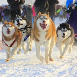 Горный Алтай : Гонки на собачьих упряжках «Алтай-драйв-2017» : Гонки прошлых лет