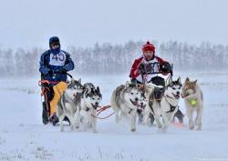 Горный Алтай : Гонки на собачьих упряжках «Алтай-драйв-2017» : Гонки прошлых лет