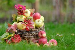 Горный Алтай : Чемальский район : «Яблочный Спас» :