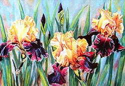 Горный Алтай : Село Аскат : Н. Сафронова. Ирисы