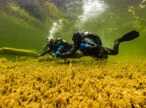 Подводная экотропа на Телецком озере. Алтайский государственный природный биосферный заповедник