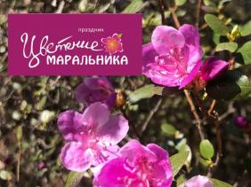 Фестиваль "Цветение Маральника 2024"