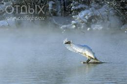 Фотоконкурс «Любимая Сибирь»