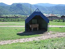 Горный Алтай : Коровы в селе Аскат