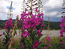 Горный Алтай : Иван-чай в Усть-Канском районе