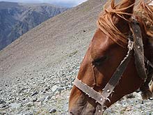Горный Алтай : Конный поход к Белухе :  Мой теплый Орлик