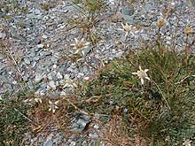 Горный Алтай : Активный тур на лошадях к Белухе :  Эдельвейсы