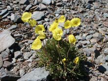 Горный Алтай : Активный тур на лошадях  к Белухе :  Горные маки