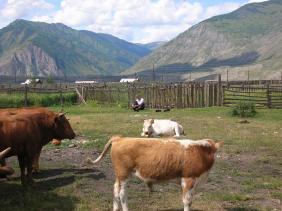 Отдых на Алтае : Отчеты : Поход «Озеро Каракабак - озеро Левое Шавлинское - река Юнгур - Шавлинские озера»