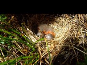 Отдых на Алтае : Отчеты : Поход «Озеро Каракабак - озеро Левое Шавлинское - река Юнгур - Шавлинские озера»