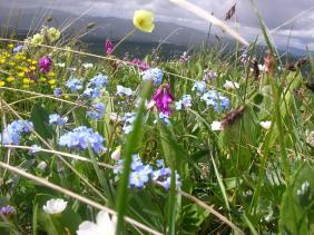 Отдых на Алтае : Отчеты : Поход «Озеро Каракабак - озеро Левое Шавлинское - река Юнгур - Шавлинские озера»