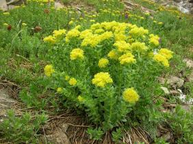 Отдых на Алтае : Отчеты : Поход «Озеро Каракабак - озеро Левое Шавлинское - река Юнгур - Шавлинские озера»