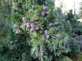 Отдых на Алтае : Отчеты : Поход «Озеро Каракабак - озеро Левое Шавлинское - река Юнгур - Шавлинские озера»