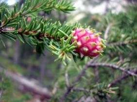 Отдых на Алтае : Отчеты : Поход «Озеро Каракабак - озеро Левое Шавлинское - река Юнгур - Шавлинские озера»