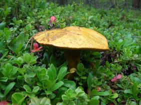 Отдых на Алтае : Отчеты : Поход «Озеро Каракабак - озеро Левое Шавлинское - река Юнгур - Шавлинские озера»